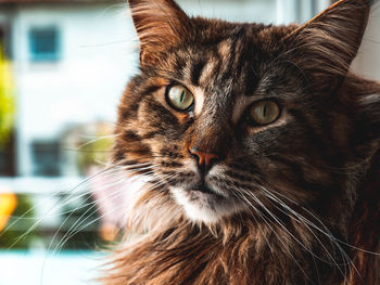 Close-up portrait of a cat