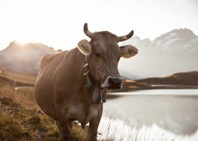 Portrait of a horse on field