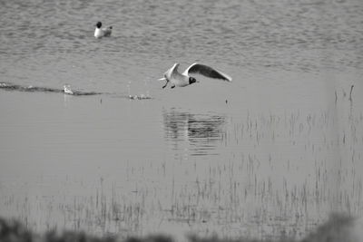 Ducks swimming in lake
