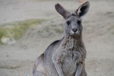 Portrait of kangaroo on field
