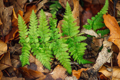 Close-up of plants