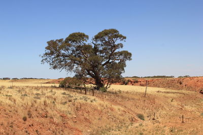 Tree on landscape against clear sky on sunny day