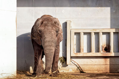 Elephant in captivity