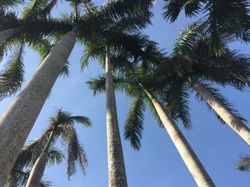 Low angle view of coconut palm trees against clear sky