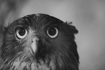 Close-up portrait of owl