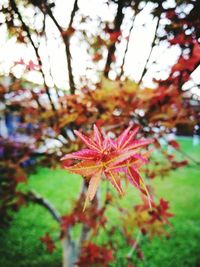 Close-up of maple tree against sky