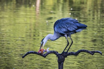 Bird perching on a lake