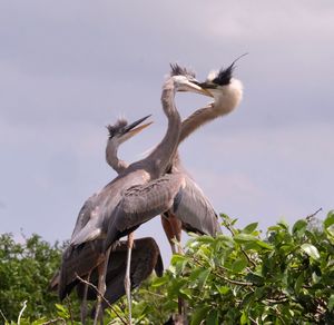 Low angle view of bird flying against sky