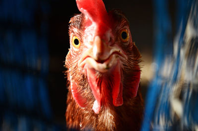 Close-up of a bird