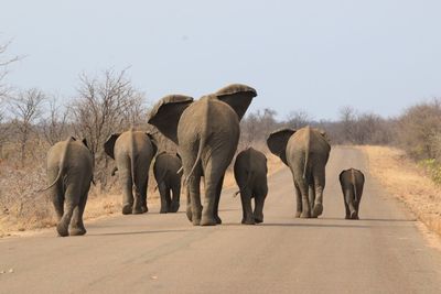 Rear view of elephants walking on road