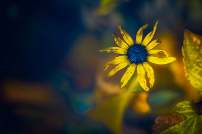 Close-up of yellow flower blooming outdoors