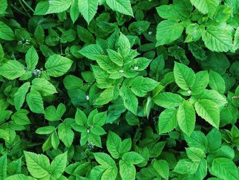 Full frame shot of green leaves