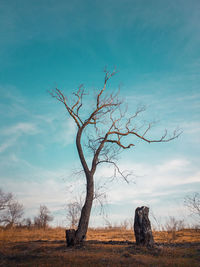 Dramatic scene, barren lonely tree on the autumn meadow. idyllic scene, dry and dead nature, silence