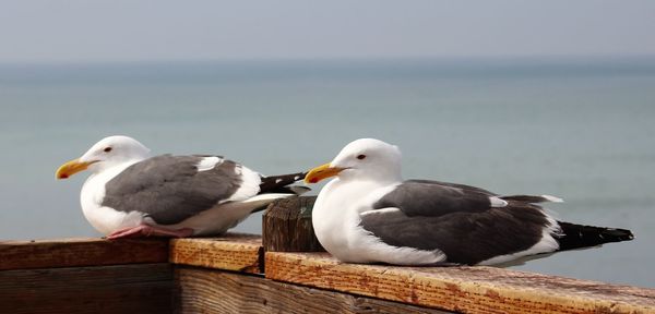 Seagulls perching on wooden railing against sea
