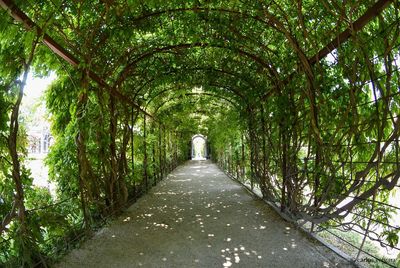 Footpath amidst trees in park