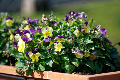 Close-up of purple flowering plant