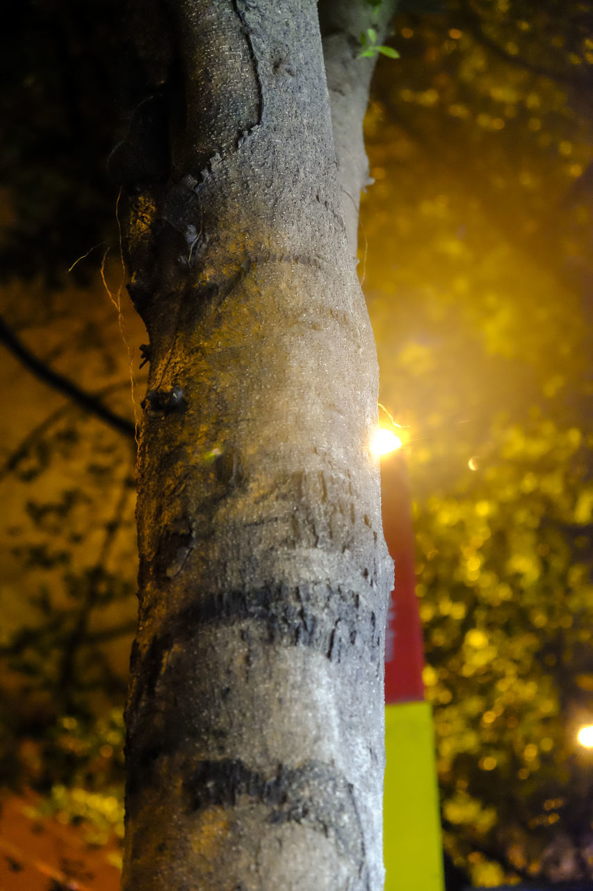 close-up, focus on foreground, tree trunk, tree, textured, nature, sunlight, yellow, outdoors, selective focus, no people, day, rough, low angle view, moss, tranquility, rock - object, beauty in nature, growth, lens flare