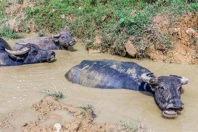 View of horse in water