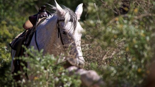 Close-up of horse