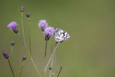 Close-up of butterfly pollinating on purple flower