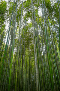 Low angle view of bamboo trees in forest