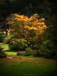 Trees on field