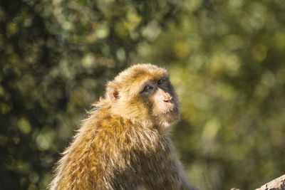 Close-up of meerkat