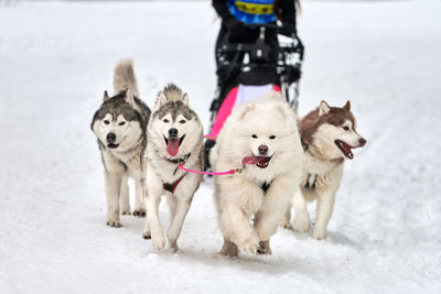 Husky sled dog racing. winter dog sport sled team competition. siberian husky dogs pull sledge