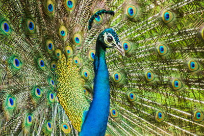 Close-up of peacock