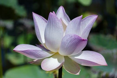 Close-up of purple water lily