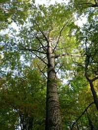Low angle view of trees in forest