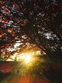 Low angle view of trees against bright sun