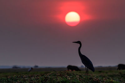 Close-up of bird on field against sky during sunset