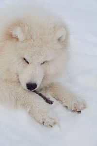 View of a dog on snow covered landscape