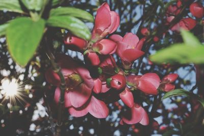 Close-up of flowers growing on tree