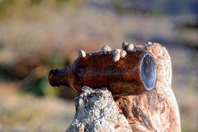 Close-up of lizard on rusty metal