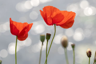 Close-up of red poppy flowers