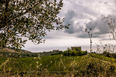 Scenic view of field against cloudy sky