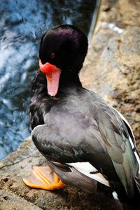 Close-up of a duck