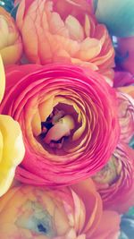 Full frame shot of pink roses