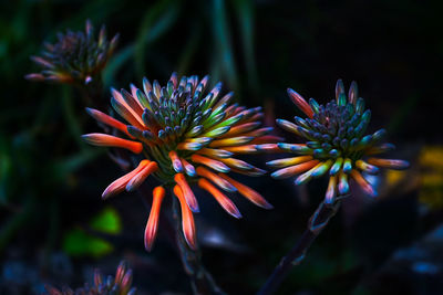 Close-up of orange flowering plant