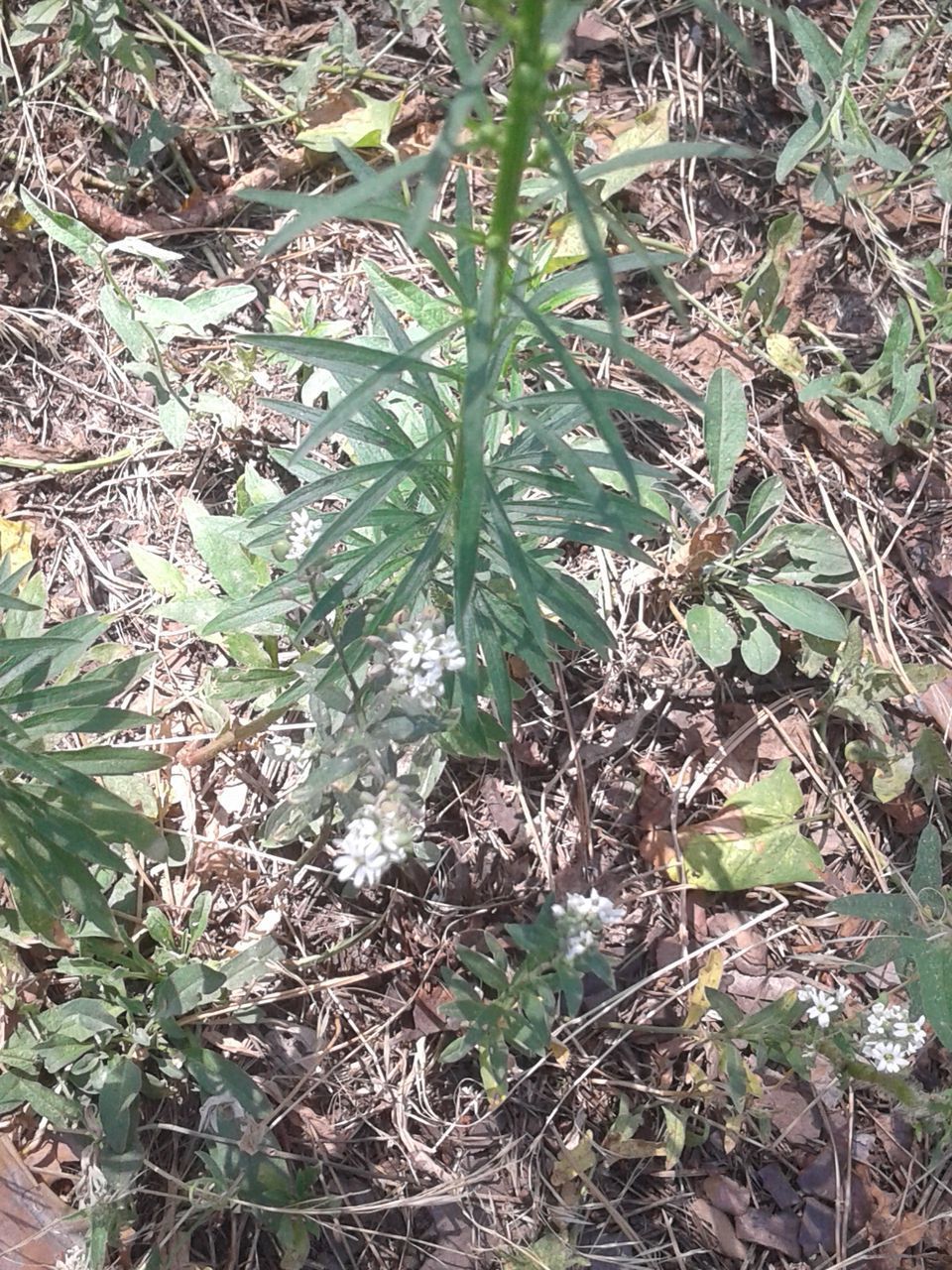 HIGH ANGLE VIEW OF PLANTS ON FIELD