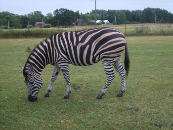 Zebra standing on field against sky