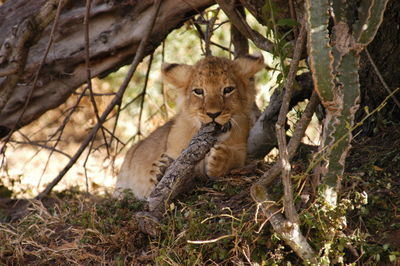 Baby lion living in masai mara, kenya