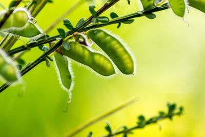 Close-up of fresh green plant