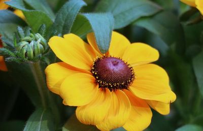 Close-up of yellow flower blooming outdoors