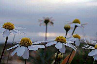 Close-up of white flowering plants against sky