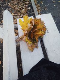 High angle view of maple leaves on wood during autumn