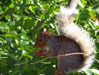 Close-up of squirrel on leaf