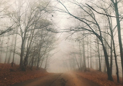 Dirt road amidst trees in forest